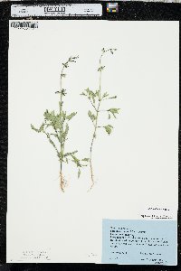 Salvia subincisa image