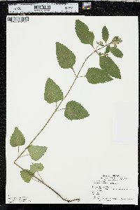 Scutellaria elliptica image