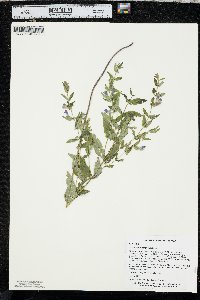 Scutellaria galericulata image