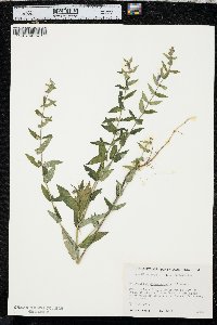 Scutellaria galericulata image