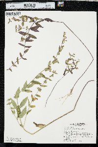 Scutellaria galericulata image