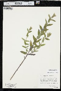 Scutellaria galericulata image