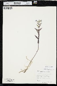 Scutellaria galericulata image