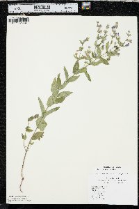 Scutellaria galericulata image