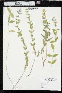 Scutellaria galericulata image