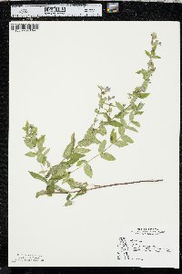 Scutellaria galericulata image