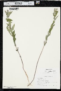 Scutellaria galericulata image