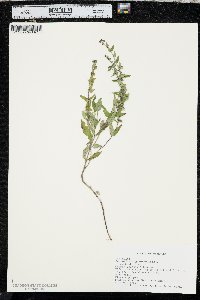 Scutellaria galericulata image