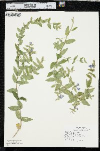 Scutellaria galericulata image