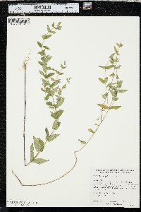 Scutellaria galericulata image