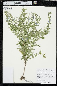 Scutellaria galericulata image