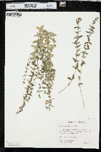 Scutellaria galericulata image