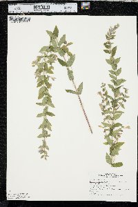 Scutellaria galericulata image