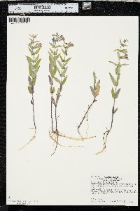 Scutellaria galericulata image