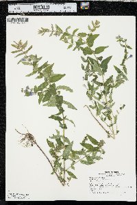 Scutellaria galericulata image