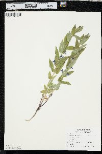 Scutellaria galericulata image