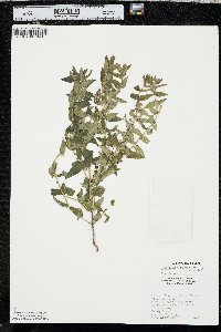 Scutellaria galericulata image