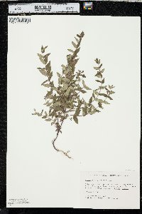 Scutellaria galericulata image