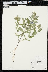 Scutellaria galericulata image