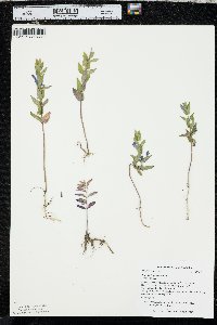 Scutellaria galericulata image