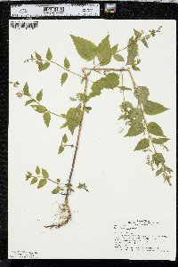 Image Associated With the Occurence