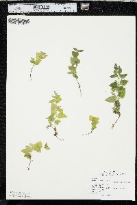 Image Associated With the Occurence