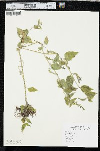 Image Associated With the Occurence