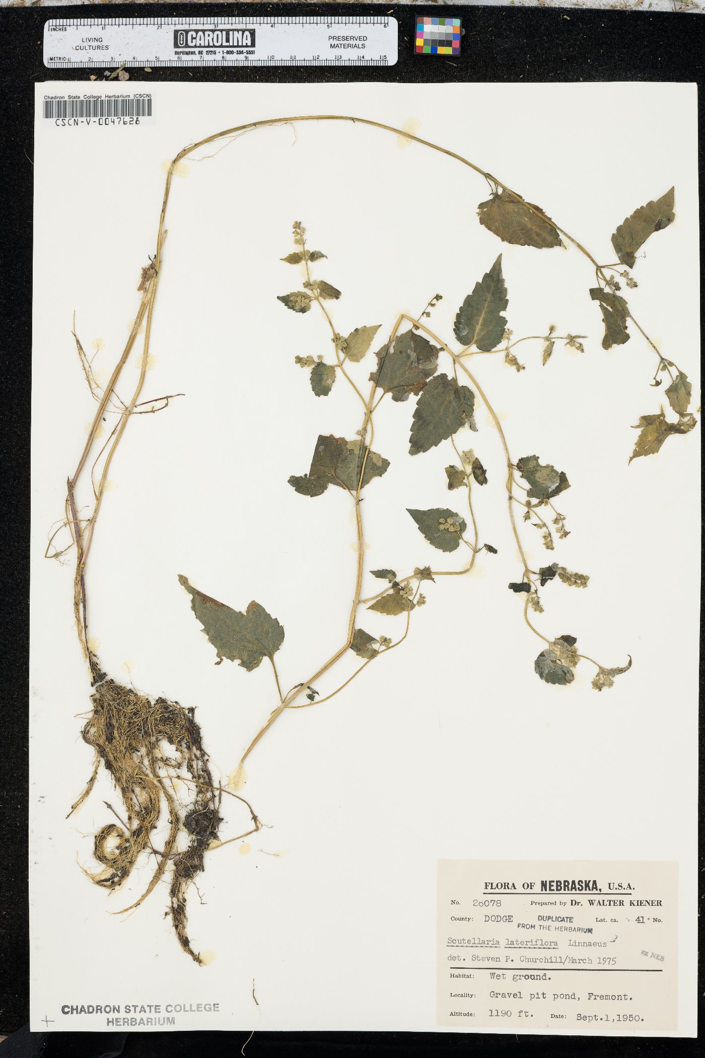 Scutellaria lateriflora f. albiflora image