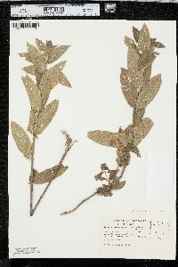 Stachys pilosa image