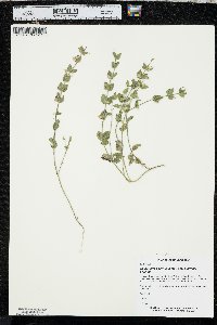 Scutellaria parvula image