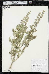 Stachys albens image