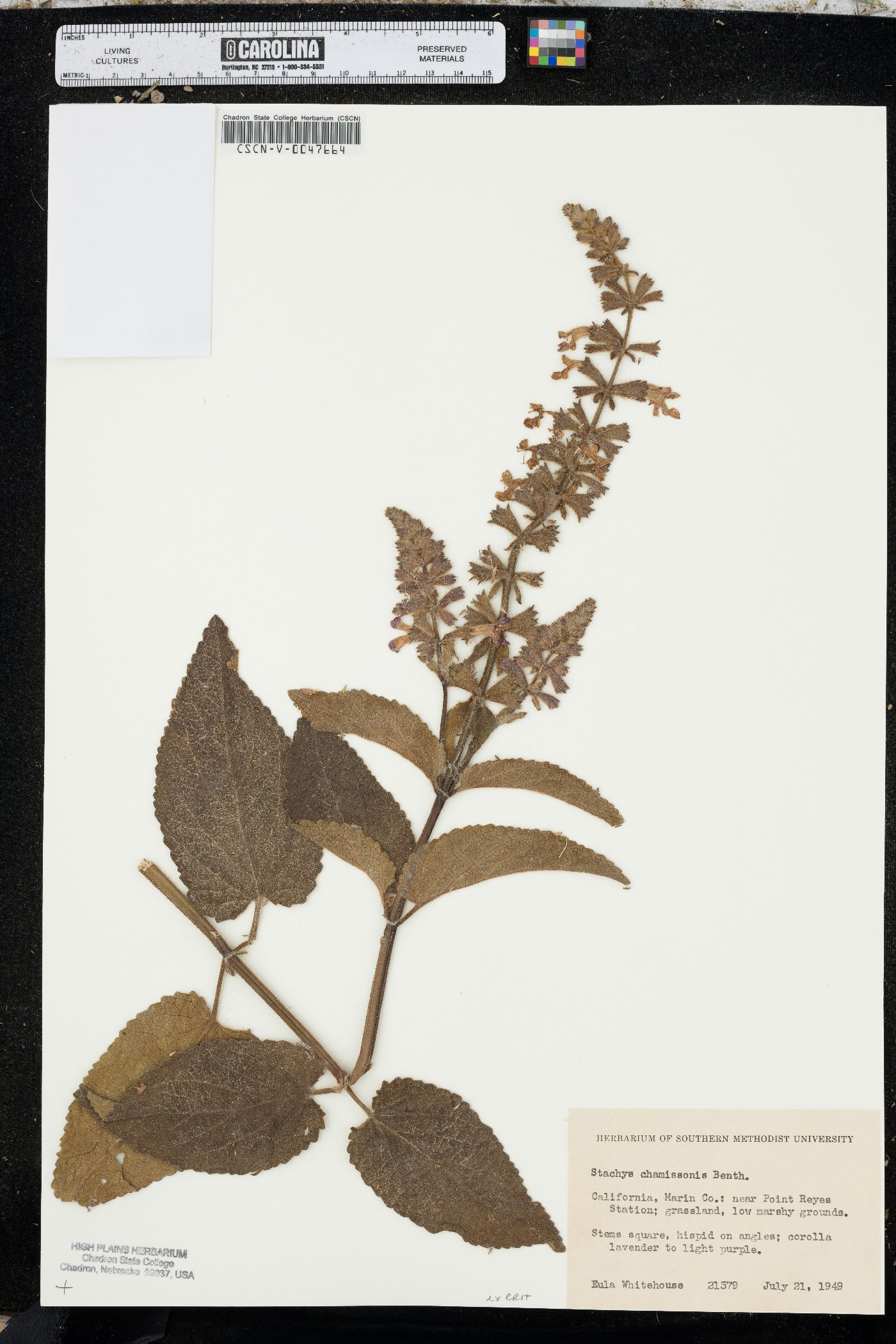 Stachys chamissonis image