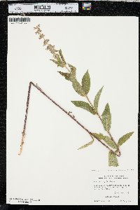 Stachys pilosa var. arenicola image