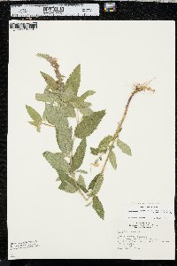 Teucrium canadense var. occidentale image