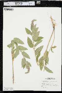 Teucrium canadense var. occidentale image