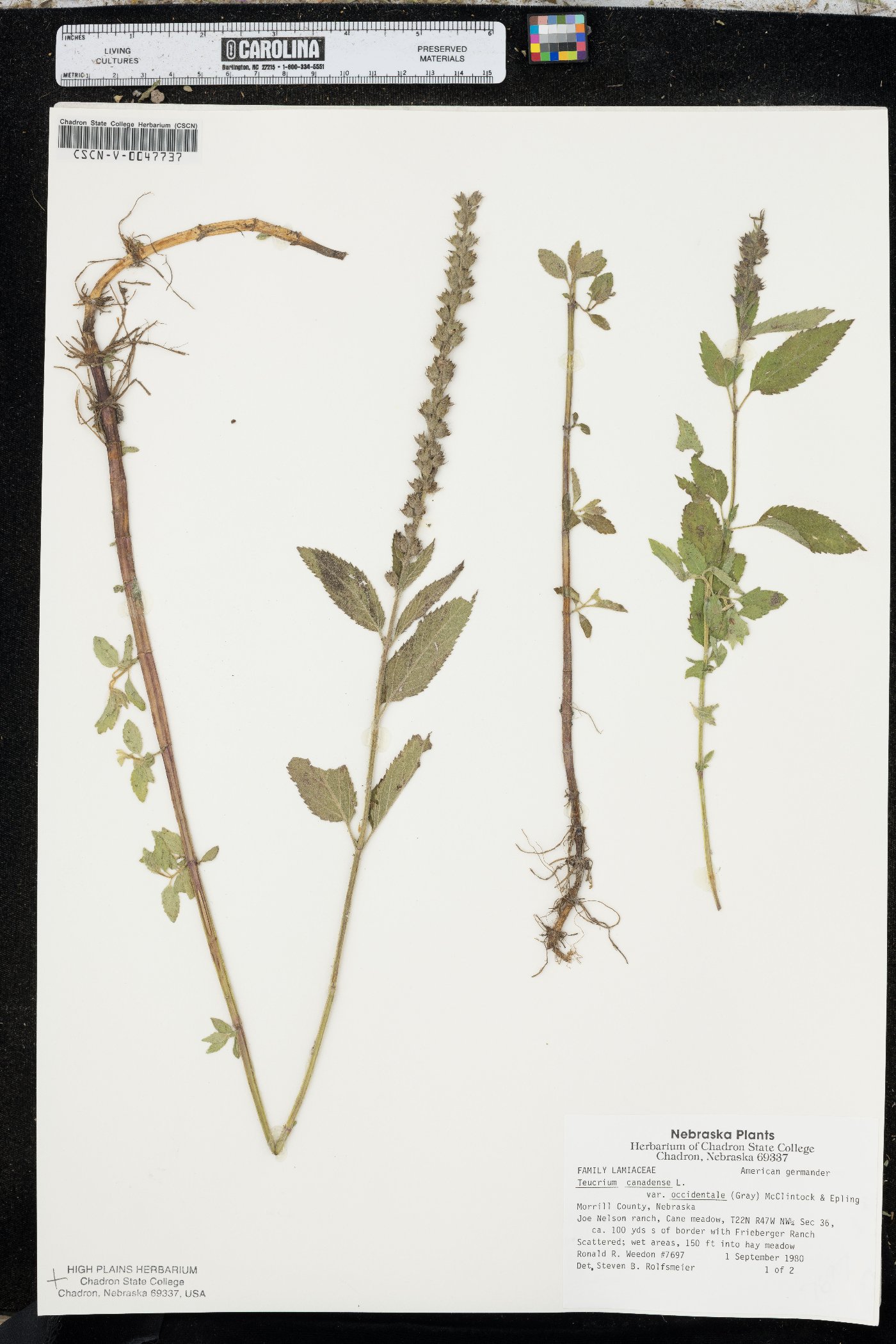 Teucrium canadense var. occidentale image