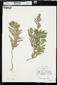 Teucrium canadense var. occidentale image