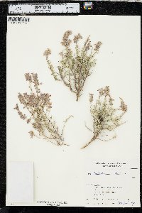 Teucrium marum image