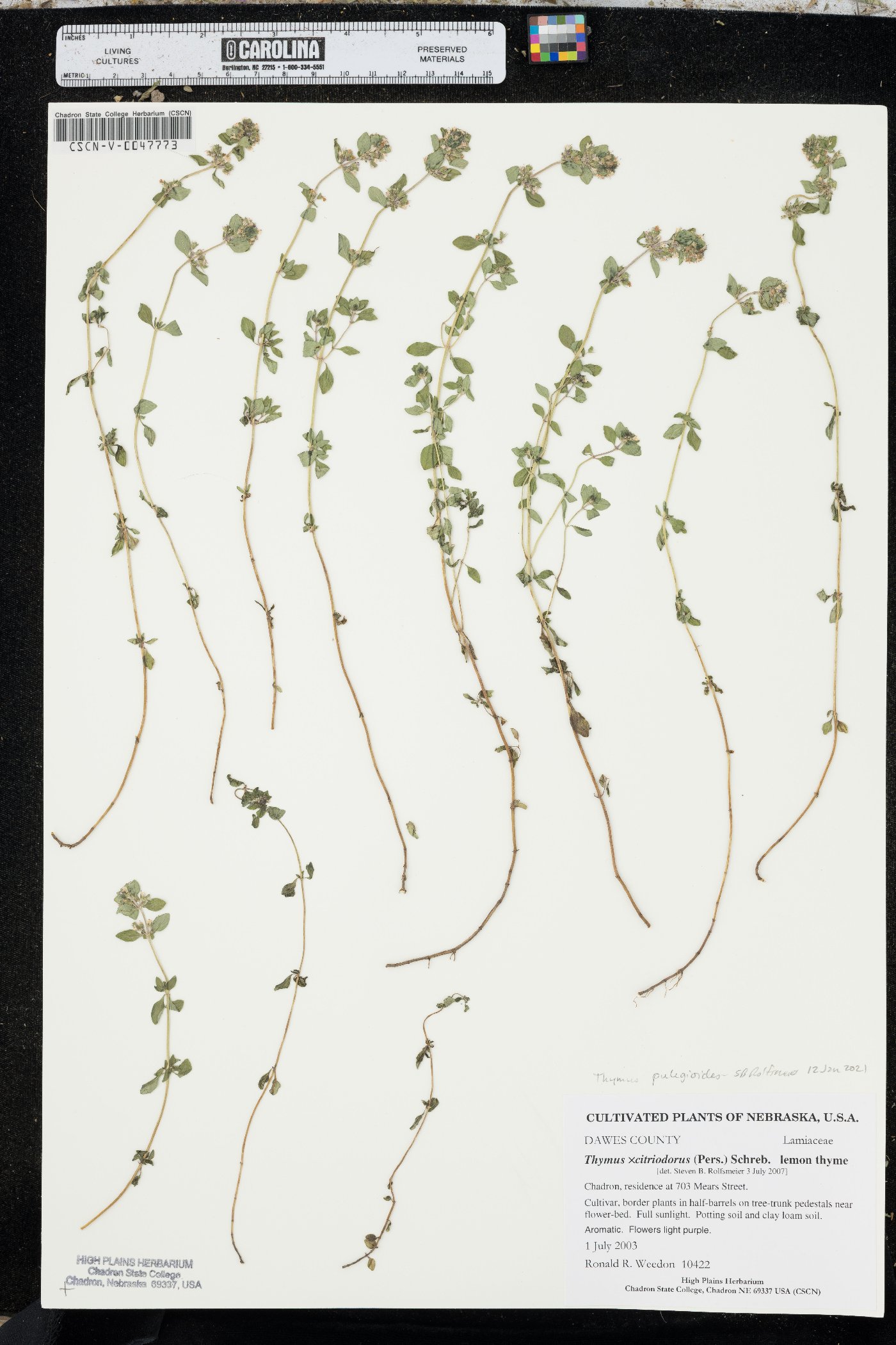 Thymus pulegioides image