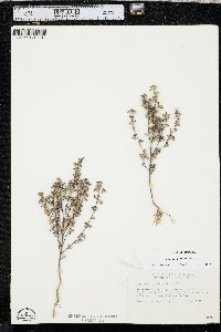 Trichostema coeruleum image