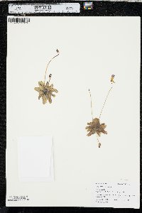 Pinguicula pumila image