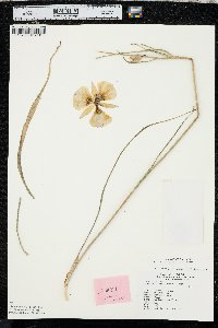 Calochortus gunnisonii image