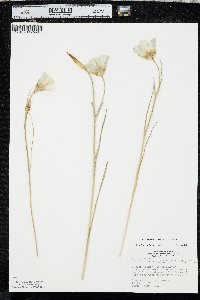 Calochortus gunnisonii image