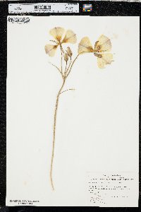 Calochortus nuttallii image