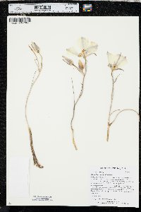 Calochortus nuttallii image