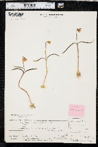 Fritillaria pudica image