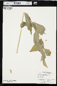 Streptopus amplexifolius var. amplexifolius image