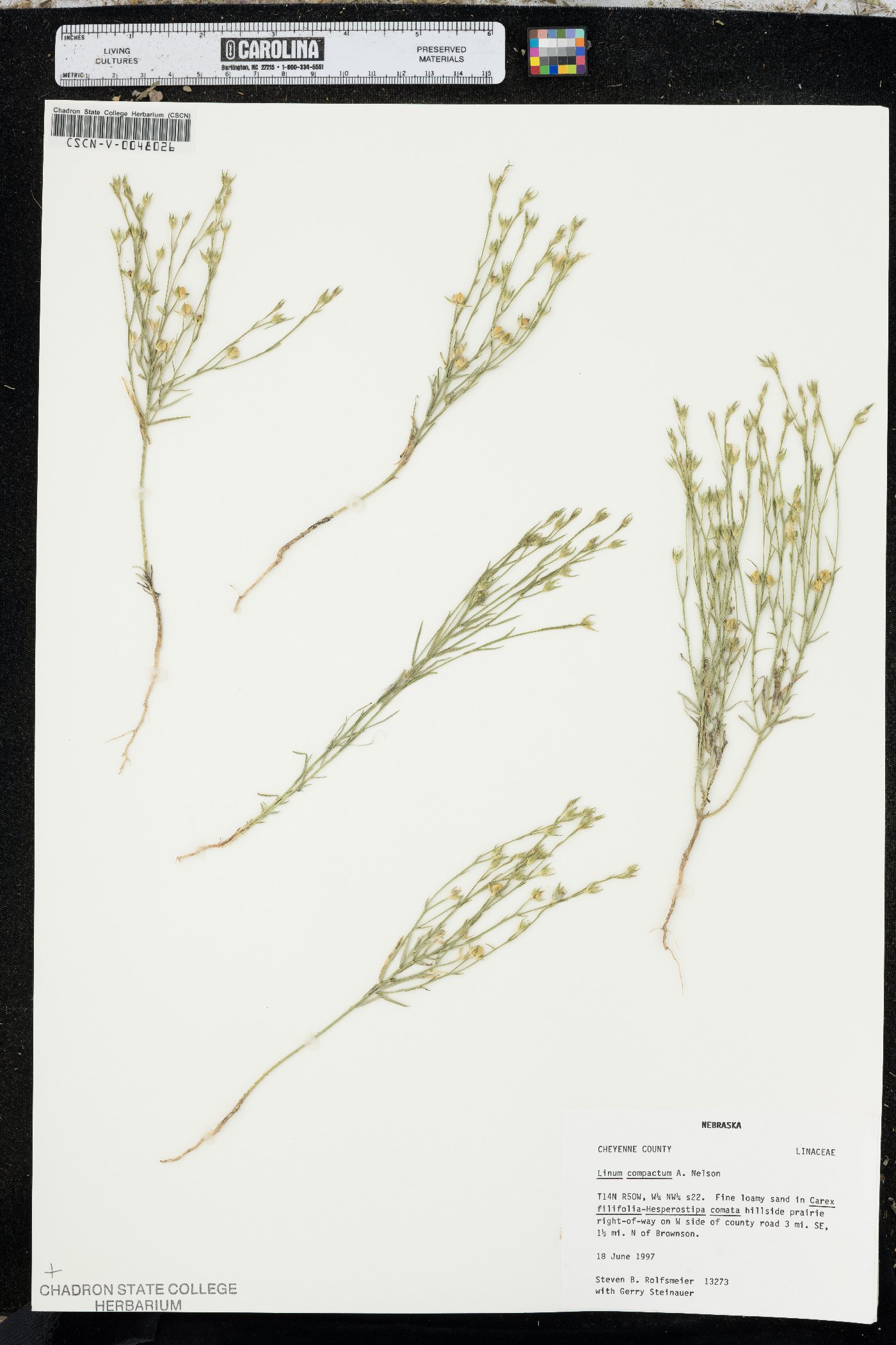 Linum compactum image