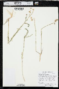 Linum lewisii var. lewisii image