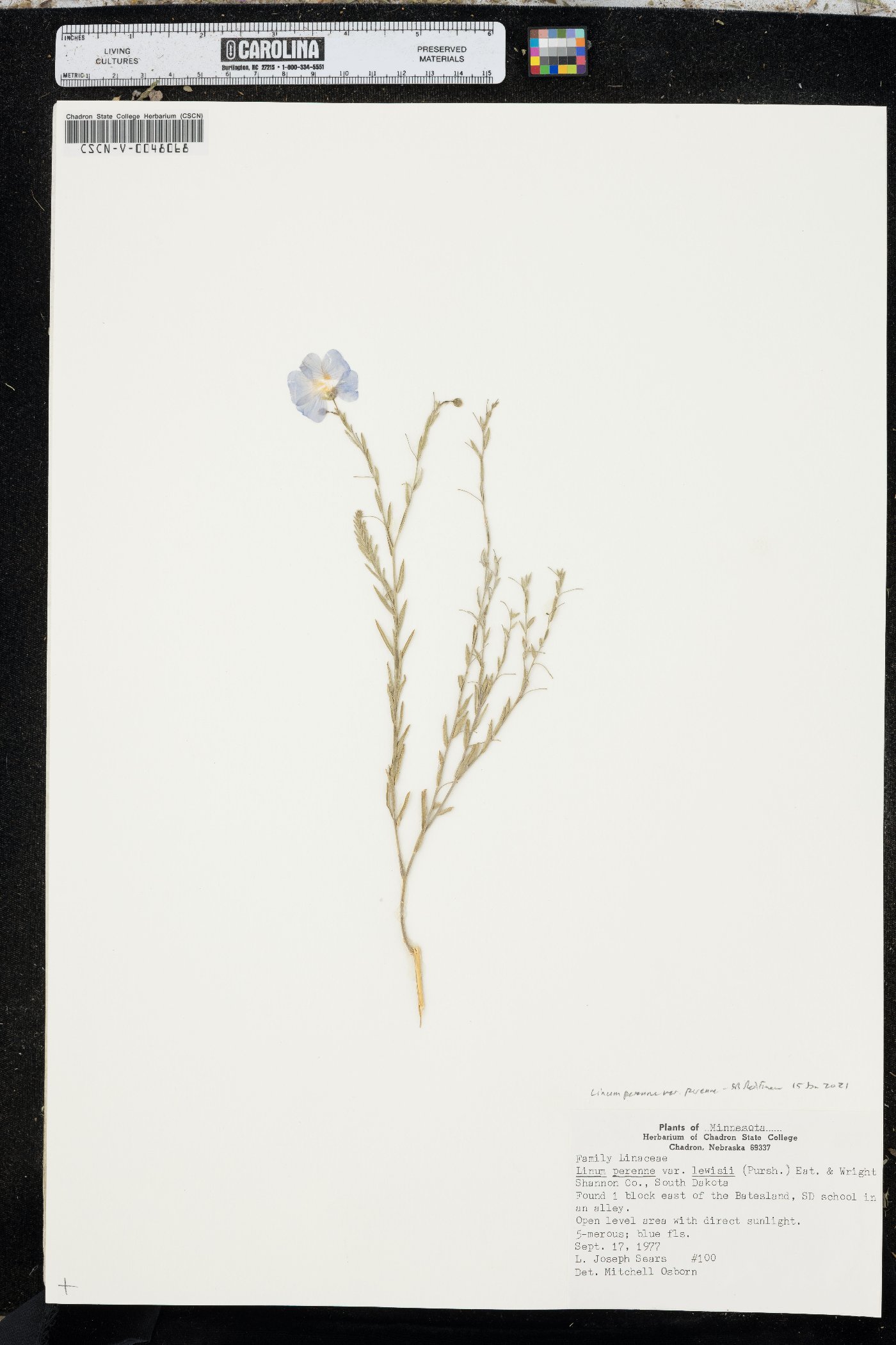 Linum perenne var. perenne image